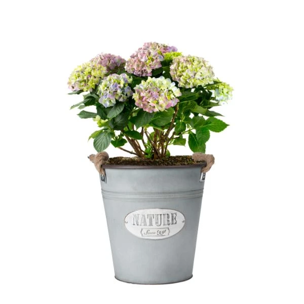 Plantepotte i zink Ø 26 x 26 cm 9014541 by HAAHR & CO color Sort